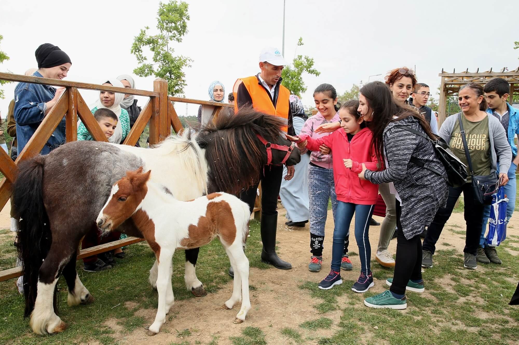 At Binme Tesisleri Çocukların İlgi Odağı